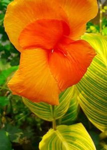 2 Canna Lilly Bulbs (Saffron Bloom)
