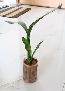 Snake plant