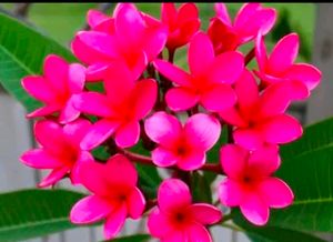 Combo Of 2 Color Beautiful Pulmeria Champa Cutting