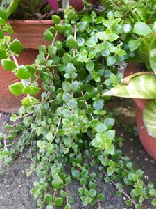 Tangled Heart / Pillow Plant / Swedish Ivy