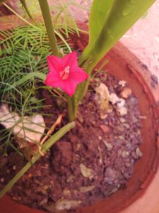 Cypress Vine/ Ganesh Vel Seeds