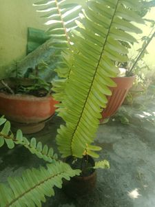 Fern  Plant