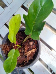 Assorted House Plants