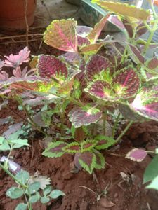 @sunder_kumar Plants