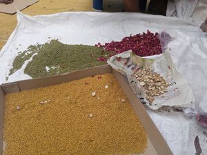Homemade Shikakai Shampoo Powder