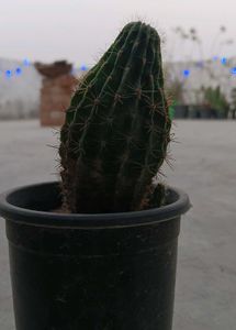 Unique Cactus Plant