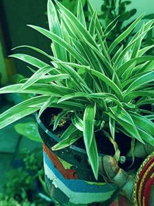 Spider Plan For Indoor Best With Pot