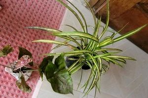 Set Arrowhead Vine & Pandanus Veitchii Plants