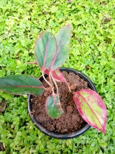 Aglonema Red