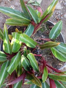 Stromenthe Striostar Magicstar plant