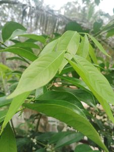 Mahkota Dewali Dried Leaf For Diabetics