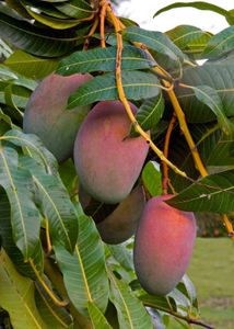 Hybrid Mango Plant