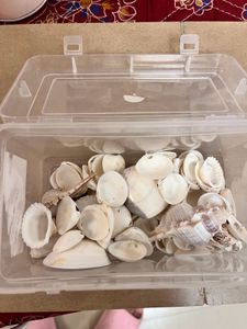 Beads And Shells For Craft
