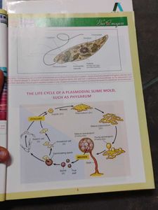 Allen BioMagica Biology Textbook