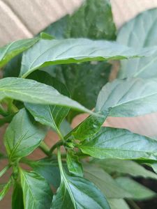 Chilli Plant