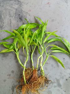 Six Lucky Bamboo Shoots