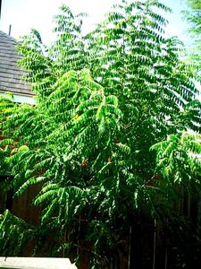 🌿 Fresh Organic Curry Leaves