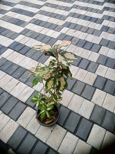 10 Live Root Plants