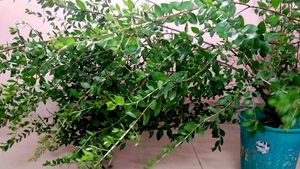 Henna Plant