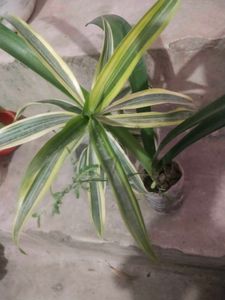 Combo  2 Plant Song Of India Or Red Lilly Flower