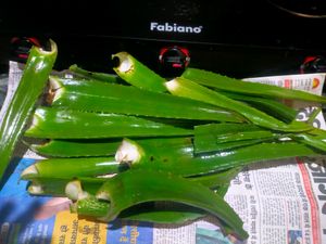 Fresh Organic Full Pulpy Aloevera Medicinal Leaf