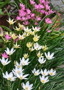 Rain Lily Plant 6