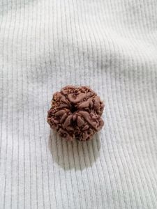 Original 4 mukhi rudraksha📿