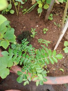 Plants