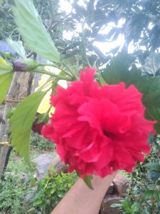 Red Hibiscus Plant
