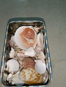 Exotic Shell Collections