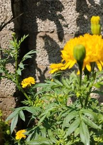 Orange Marigold Plant