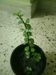 Z Plant Bonsai Plan