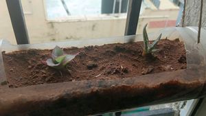 Baby Basket plant and Aloe vera pup