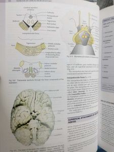 Clinical Neuroanatomy Textbook