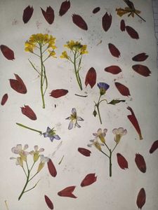 Dried Flowers For Crafting