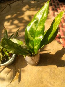 Combo Of 2 Tpye Show Plant With Healhty Root