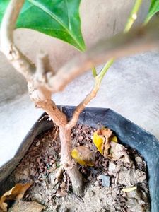 Flowering Bourgainvillea N Plants Combo