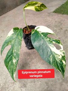 Trending Variegated Plants Combo ( 2 Variety)