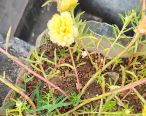 Yellow Portulaca