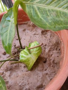 Arrowhead Plant