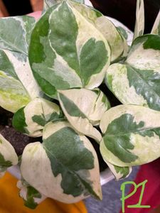 Njoy Pothos Money Plant