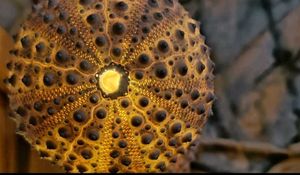 RARE - Beautiful Original Shells