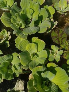 Water Lettuce/Pistiya Live Plants