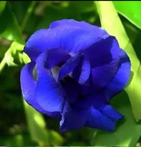 Aprajita Plant Seeds