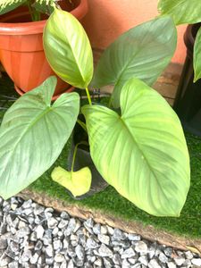 silver homolomena same plant