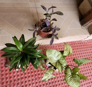 Set 3 Arrowhead &amp; Purple Heart &amp;syngonium Plants ?