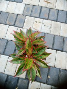 10 Live Root Plants
