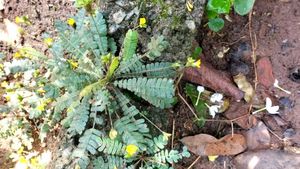 Lakchana/Lajalu /Mukkutti Medicinal Plant