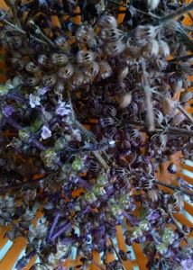 Shyama Tulsi seeds
