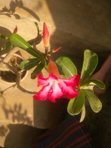 Adenium Desrt Rose Permanent Flowering Plant